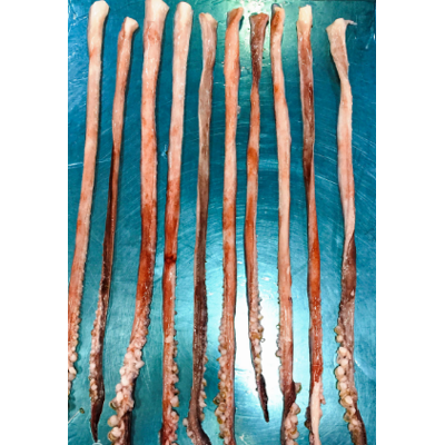 Reproductores de Pota